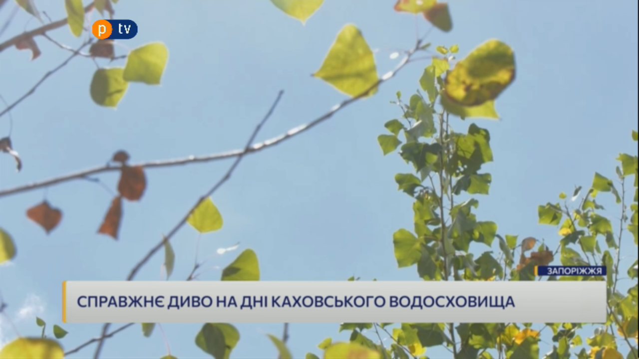Кадр з ефіру: ПТВ
