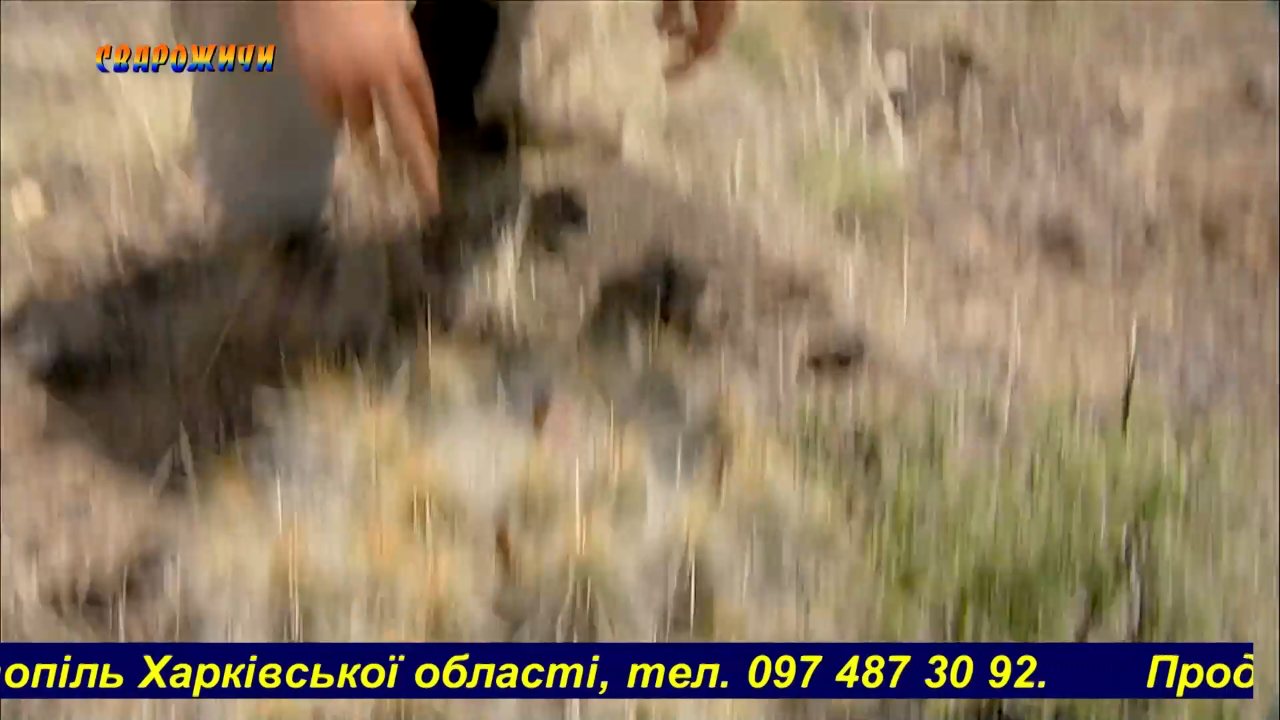 Кадр з ефіру: Svarozhychy